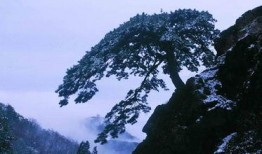 在线观看泰山,泰山之美，尽收眼底